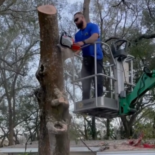 tree trimming